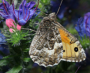 Sandrandje, Hipparchia semele, Skagens klitplantage  d. 9 juli 2005. Fotograf: Lars Andersen