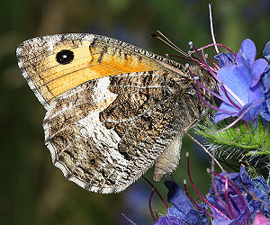 Sandrandje, Hipparchia semele, Skagens klitplantage  d. 10 juli 2005. Fotograf: Lars Andersen