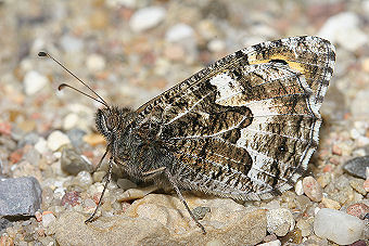 Sandrandje, Hipparchia semele, Skagens klitplantage  d. 10 juli 2005. Fotograf: Lars Andersen