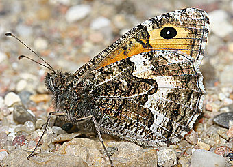 Sandrandje, Hipparchia semele, Skagens klitplantage  d. 10 juli 2005. Fotograf: Lars Andersen