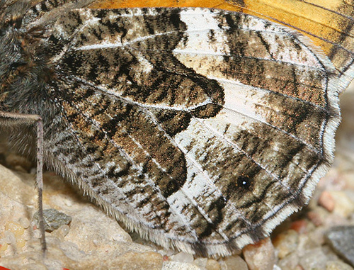 Sandrandje, Hipparchia semele, Skagens klitplantage  d. 10 juli 2005. Fotograf: Lars Andersen