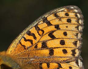 Klitperlemorsommerfugl, Argynnis niobe han har meget svage duftskælstriber (og ofte kun to synlige), er mindre end adippe. Skagen klitplantage, Nordjylland. 11 juli 2005. Fotograf: Lars Andersen
