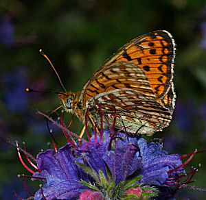 Klitperlemorsommerfugl, Argynnis niobe han p Slangehovedeblomst. Skagen klitplantage.  9 juli 2005. Fotograf: Lars Andersen