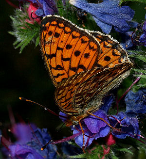 Klitperlemorsommerfugl, Argynnis niobe han. Skagen klitplantage.  9 juli 2005. Fotograf: Lars Andersen