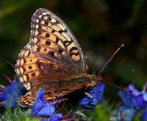 Klitperlemorsommerfugl, Argynnis niobe hun. Skagen klitplantage.  10 juli 2005. Fotograf: Lars Andersen