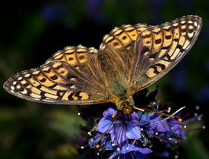 Klitperlemorsommerfugl, Argynnis niobe hun. Skagen klitplantage. 10 juli 2005. Fotograf: Lars Andersen