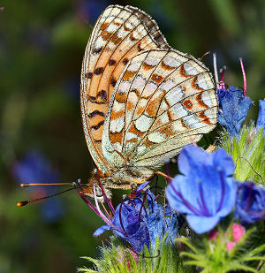 Klitperlemorsommerfugl, Argynnis niobe hun. Skagen klitplantage.  10 juli 2005. Fotograf: Lars Andersen