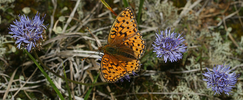 Klitperlemorsommerfugl, Argynnis niobe han p Blmunke, Jasione montana. Skagen klitplantage.  9 juli 2005. Fotograf: Lars Andersen