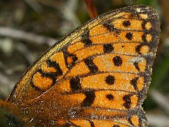 Klitperlemorsommerfugl, Argynnis niobe han p Blmunke, Jasione montana. Skagen klitplantage.  9 juli 2005. Fotograf: Lars Andersen