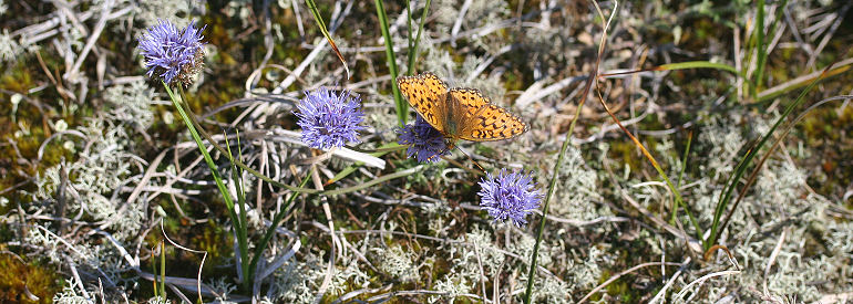 Klitperlemorsommerfugl, Argynnis niobe han p Blmunke, Jasione montana. Skagen klitplantage.  9 juli 2005. Fotograf: Lars Andersen