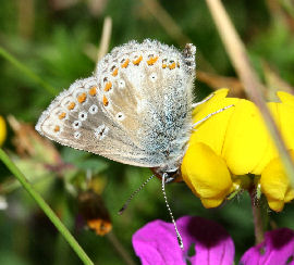 Sortbrun blfugl, Aricia artaxerxes. Skiveren. 9 juli 2005. Fotograf: Lars Andersen