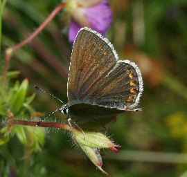 Sortbrun blfugl, Aricia artaxerxes. Skiveren. 9 juli 2005. Fotograf: Lars Andersen