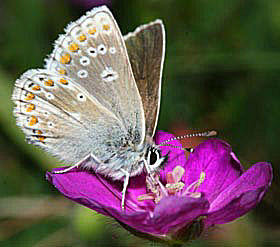 Sortbrun blfugl, Aricia artaxerxes. Skiveren. 10 juli 2005. Fotograf: Lars Andersen