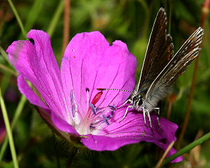 Sortbrun blfugl, Aricia artaxerxes. Skiveren. 8 juli 2005. Fotograf: Lars Andersen