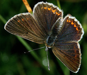 Sortbrun blfugl, Aricia artaxerxes. Skiveren. 10 juli 2005. Fotograf: Lars Andersen