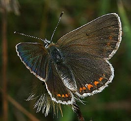 Sortbrun blfugl, Aricia artaxerxes. Skiveren. 11 juli 2005. Fotograf: Lars Andersen