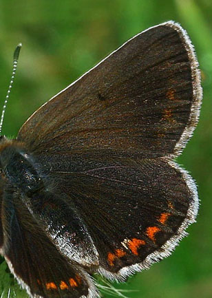 Sortbrun blfugl, Aricia artaxerxes. Skiveren. 11 juli 2005. Fotograf: Lars Andersen