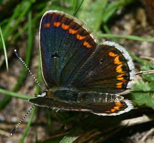 Rdplettet blfugl, Aricia agestis hun. Rsns, Vestsjlland. d. 15 august 2005. Fotograf: Lars Andersen