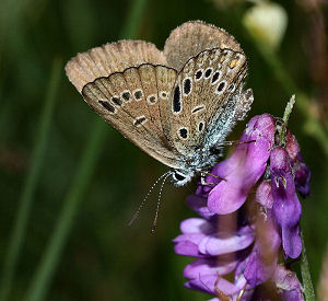 Isblfugl. Polyommatus amandus hun, abbrevation: radiata. Rbjerg mose d. 10 juli 2005. Fotograf: Lars Andersen