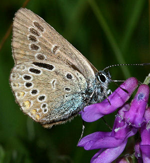 Isblfugl. Polyommatus amandus hun, abbrevation: radiata. Rbjerg mose d. 10 juli 2005. Fotograf: Lars Andersen