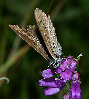 Isblfugl. Polyommatus amandus hun, abbrevation: radiata p Musevikke, Vicia cracca. Rbjerg mose d. 10 juli 2005. Fotograf: Lars Andersen