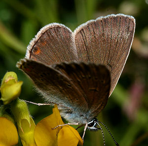 Isblfugl. Polyommatus amandus hun p Gul fladblg, Lathyrus pratensis. Tuen, Skiveren d. 9 juli 2005. Fotograf: Lars Andersen