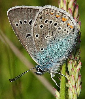 Isblfugl. Polyommatus amandus han. Skagen, Lossepladsen d. 9 juli 2005. Fotograf: Lars Andersen