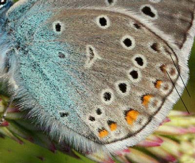 Isblåfugl. Polyommatus amandus han. Skagen, Lossepladsen d. 9 juli 2005. Fotograf: Lars Andersen