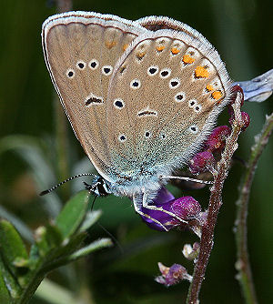 Isblfugl. Polyommatus amandus hun p Musevikke, Vicia cracca. Skagen, Lossepladsen d. 9 juli 2005. Fotograf: Lars Andersen