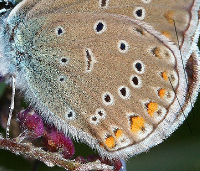 Isblåfugl. Polyommatus amandus hun på Musevikke, Vicia cracca. Skagen, Lossepladsen d. 9 juli 2005. Fotograf: Lars Andersen