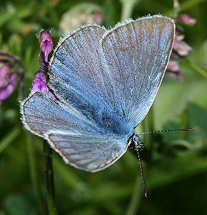 Isblfugl. Polyommatus amandus lettere slidt han. Skagen, Lossepladsen d. 9 juli 2005. Fotograf: Lars Andersen