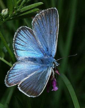 Isblfugl. Polyommatus amandus han. Rbjerg mose d. 10 juli 2005. Fotograf: Lars Andersen