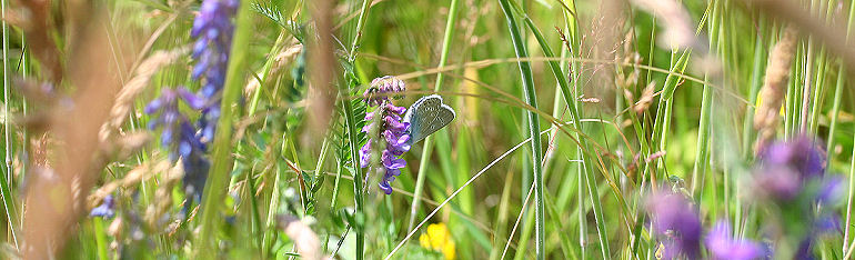 Isblfugl. Polyommatus amandus han p Musevikke. Brandbjerg nord for Jgerspris. d. 3 juli 2005. Fotograf: Lars Andersen