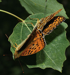 Skovperlemorsommerfugl, Argynnis adippe. Rbjerg mose, Nordjylland. 11 juli 2005. Fotograf: Lars Andersen