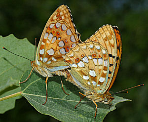 Skovperlemorsommerfugl, Argynnis adippe. Rbjerg mose, Nordjylland. 11 juli 2005. Fotograf: Lars Andersen