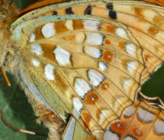 Skovperlemorsommerfugl, Argynnis adippe han har på underrsiden af bagvinge mindre rød tegning end niobe. Råbjerg mose, Nordjylland. 11 juli 2005. Fotograf: Lars Andersen