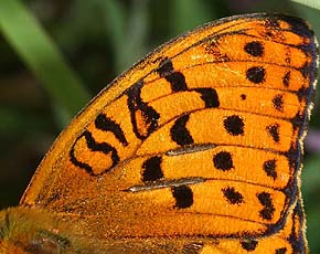 Skovperlemorsommerfugl, Argynnis adippe han har på oversiden af forvingen tre striber med duftskæl på forvinge overside, de to øverste er kraftige og tydelige.. Råbjerg mose, Nordjylland. 11 juli 2005. Fotograf: Lars Andersen