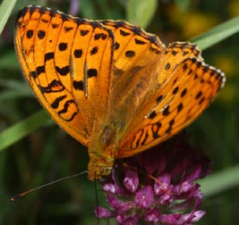 Skovperlemorsommerfugl, Argynnis adippe. Råbjerg mose, Nordjylland. 11 juli 2005. Fotograf: Lars Andersen