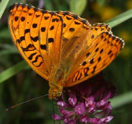 Skovperlemorsommerfugl, Argynnis adippe. Rbjerg mose, Nordjylland. 11 juli 2005. Fotograf: Lars Andersen