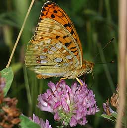 Skovperlemorsommerfugl, Argynnis adippe. Rbjerg mose, Nordjylland. 11 juli 2005. Fotograf: Lars Andersen