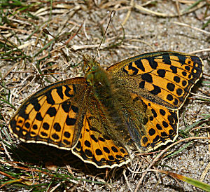 Storplettet perlemorsommerfugl, Issoria lathonia. Melby overdrev, d. 21 august 2005. Fotograf: Lars Andersen