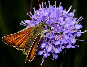 Stregbredpande, Thymelicus lineola, Rbjerg mose d. 11 juli 2005. Fotograf: Lars Andersen