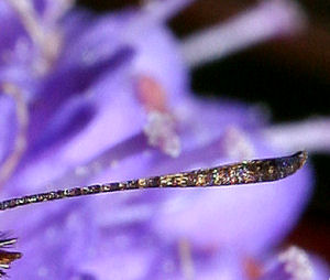 Flehorn er sort, Stregbredpande, Thymelicus lineola, Rbjerg mose d. 11 juli 2005. Fotograf: Lars Andersen