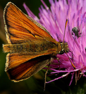 Skråstregbredpande, Thymelicus sylvestris . Skagen. 10 juli 2005. Fotograf: Lars Andersen