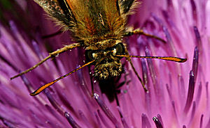 Skråstregbredpande, Thymelicus sylvestris . Skagen. 10 juli 2005. Fotograf: Lars Andersen