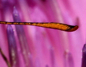 Flehorn er orange, Skrstregbredpande, Thymelicus sylvestris . Skagen. 10 juli 2005. Fotograf: Lars Andersen