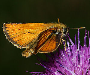 Skråstregbredpande, Thymelicus sylvestris . Tuen, Skiveren. 9 juli 2005. Fotograf: Lars Andersen