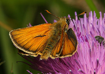Skråstregbredpande, Thymelicus sylvestris . Tuen, Skiveren. 9 juli 2005. Fotograf: Lars Andersen