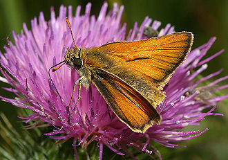 Skråstregbredpande, Thymelicus sylvestris . Tuen, Skiveren. 9 juli 2005. Fotograf: Lars Andersen