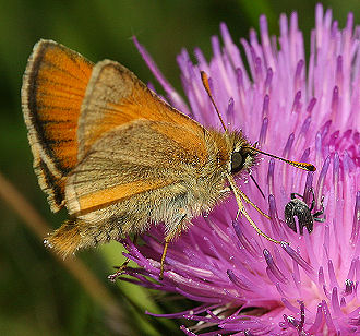 Skrstregbredpande, Thymelicus sylvestris . Tuen, Skiveren. 9 juli 2005. Fotograf: Lars Andersen